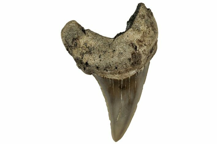 Rare, Fossil Shark (Parotodus) Tooth - South Carolina #313555